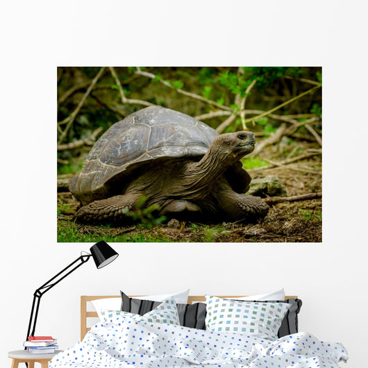 Galapagos Turtle Floreana Island Wall Decal