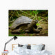 Galapagos Turtle Floreana Island Wall Decal