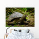 Galapagos Turtle Floreana Island Wall Decal