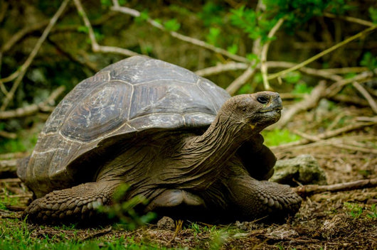Galapagos Turtle Floreana Island Wall Decal