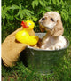 Spaniel Puppy Ready for a Bath Wall Decal