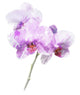 Purple Orchid Flower Wall Decal