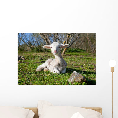 Dehesa Lamb Wall Decal shown on a wall