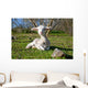 Dehesa Lamb Wall Decal