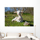 Dehesa Lamb Wall Decal