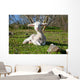 Dehesa Lamb Wall Decal