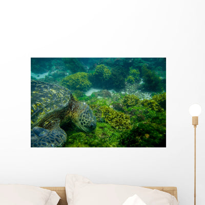 Marine Turtle Swimming Underwater Wall Decal shown on a wall