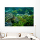 Marine Turtle Swimming Underwater Wall Decal