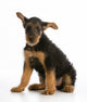 airedale terrier puppy Wall Decal