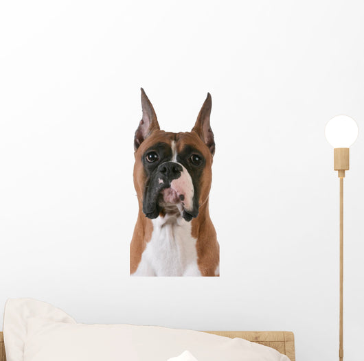 purebred boxer Wall Decal