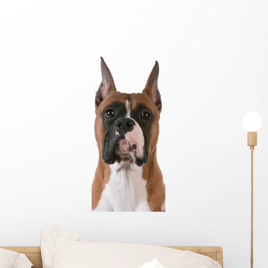 purebred boxer Wall Decal