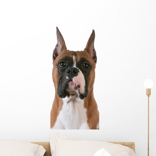 purebred boxer Wall Decal