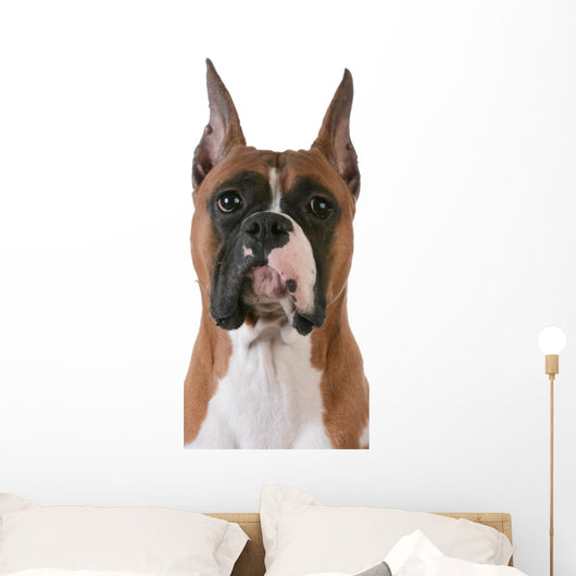 purebred boxer Wall Decal