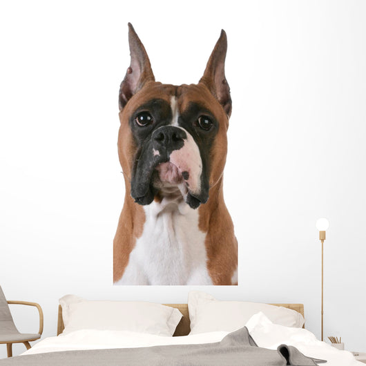 purebred boxer Wall Decal
