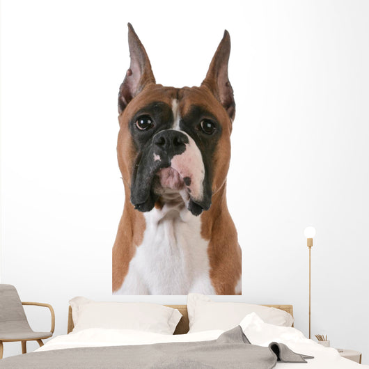 purebred boxer Wall Decal