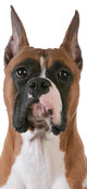 purebred boxer Wall Decal