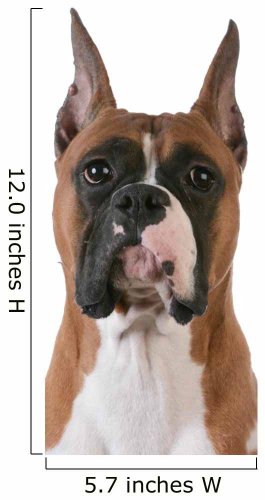 purebred boxer Wall Decal