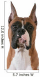 purebred boxer Wall Decal