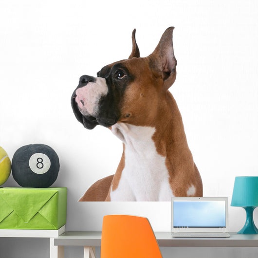 purebred boxer Wall Decal