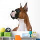 purebred boxer Wall Decal