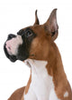 purebred boxer Wall Decal