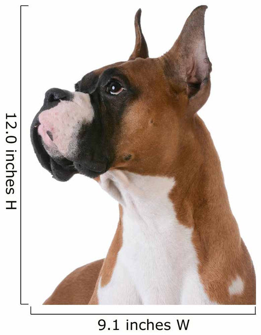 purebred boxer Wall Decal