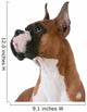 purebred boxer Wall Decal