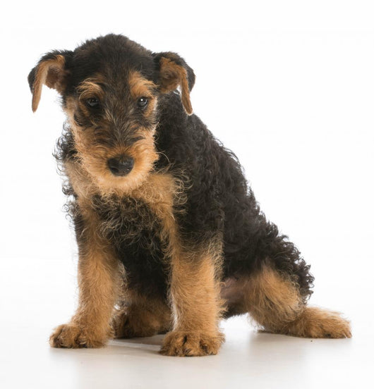 cute puppy Wall Decal