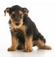 cute puppy Wall Decal