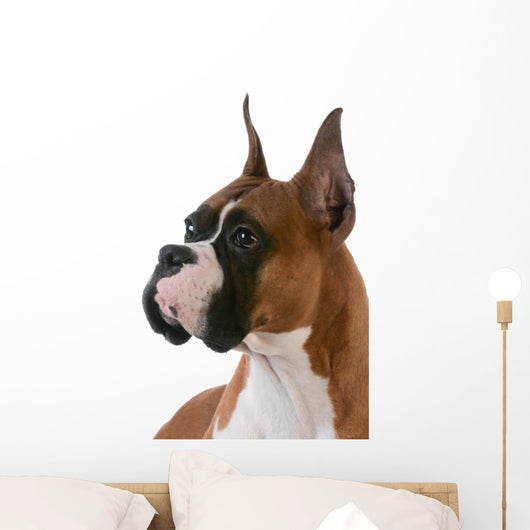 purebred boxer Wall Decal