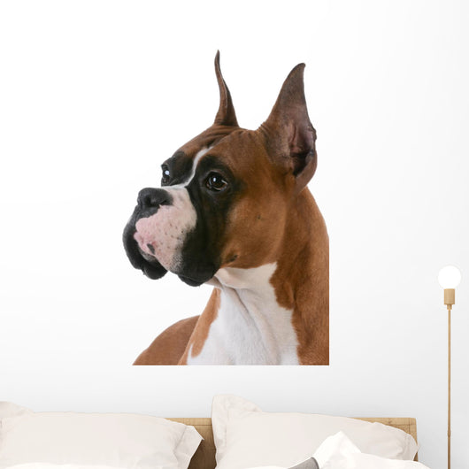 purebred boxer Wall Decal