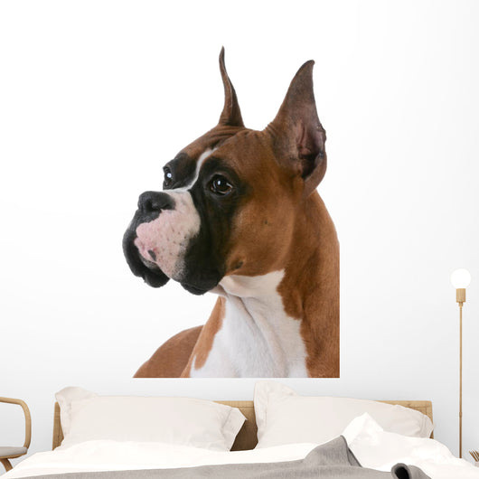 purebred boxer Wall Decal