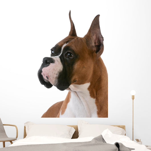 purebred boxer Wall Decal