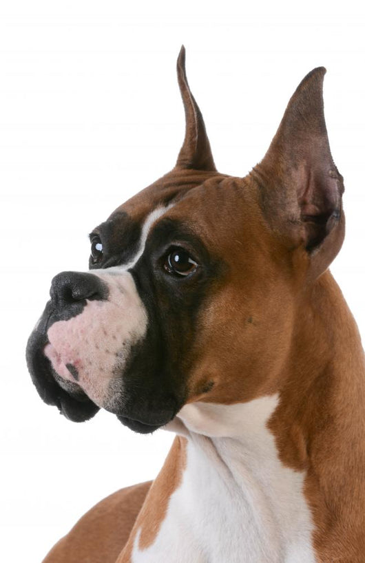 purebred boxer Wall Decal