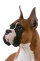 purebred boxer Wall Decal