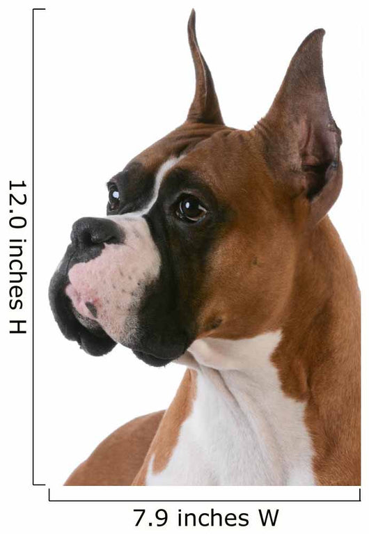 purebred boxer Wall Decal