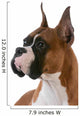 purebred boxer Wall Decal