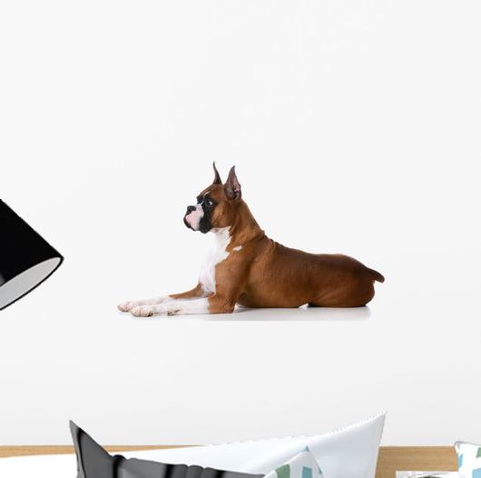 purebred boxer dog Wall Decal