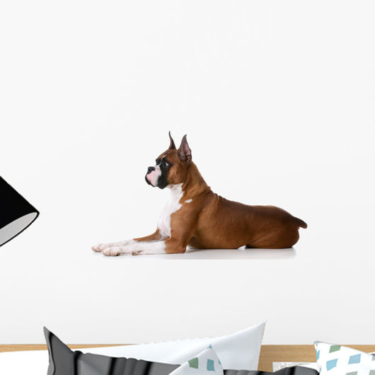 purebred boxer dog Wall Decal