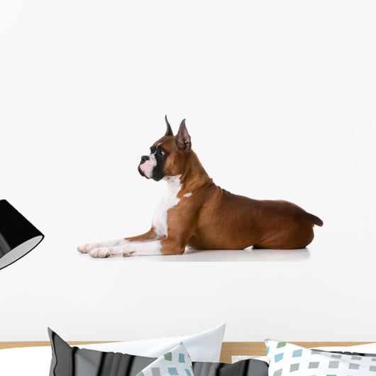 purebred boxer dog Wall Decal