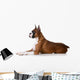 purebred boxer dog Wall Decal