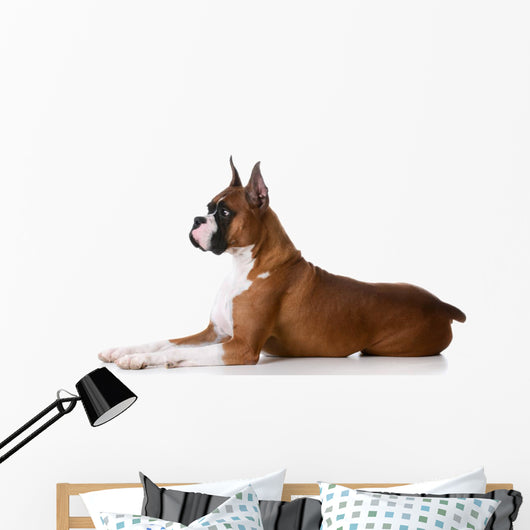 purebred boxer dog Wall Decal