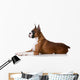 purebred boxer dog Wall Decal