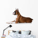 purebred boxer dog Wall Decal