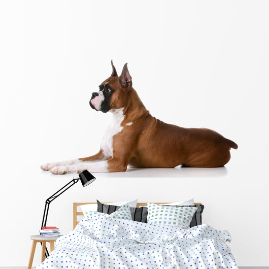 purebred boxer dog Wall Decal