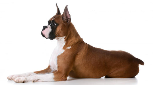 purebred boxer dog Wall Decal