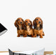 Three Longhair Dachshund Puppies Wall Decal