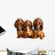 Three Longhair Dachshund Puppies Wall Decal