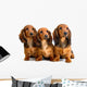 Three Longhair Dachshund Puppies Wall Decal