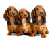 Three Longhair Dachshund Puppies Wall Decal